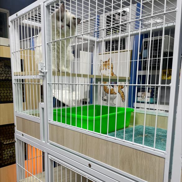 貓咪照養員
